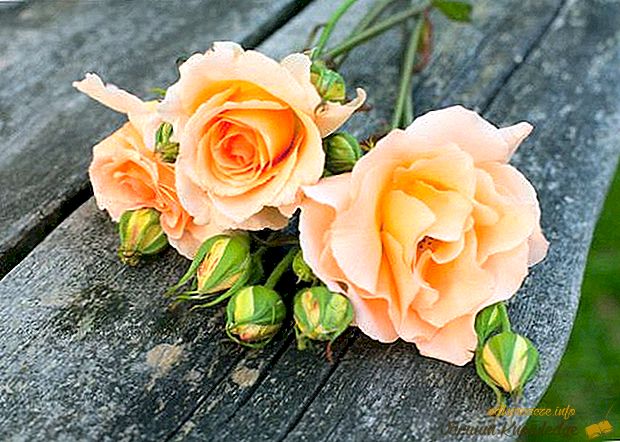 10 фактів про троянди, які змусять полюбити їх ще більше