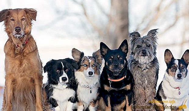Las 15 razas de perros más populares en Rusia.