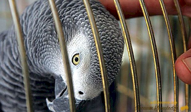 6 crimini risolti con l'aiuto di pappagalli