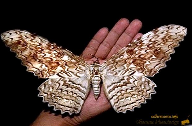La mariposa más grande del mundo.