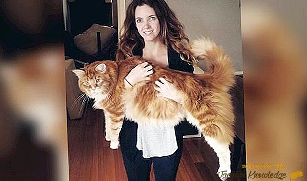 Найбільша кішка в світі