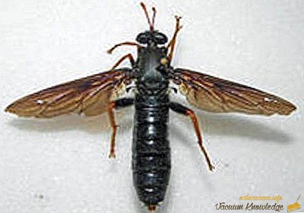 Најголемата мува во светот