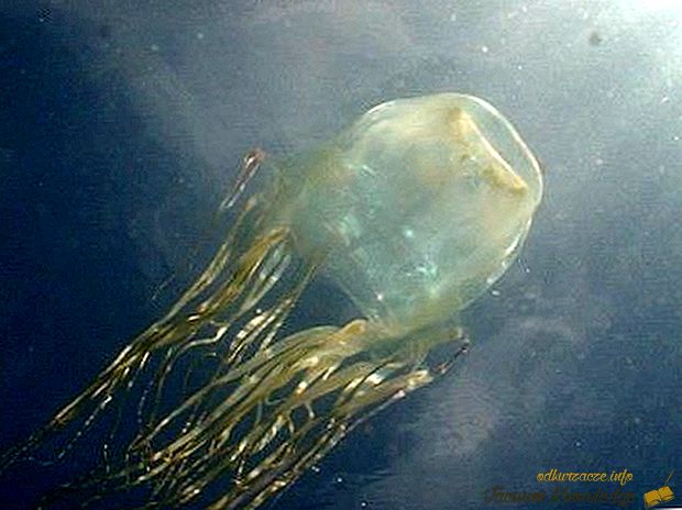 Najbolj strupena meduza na svetu