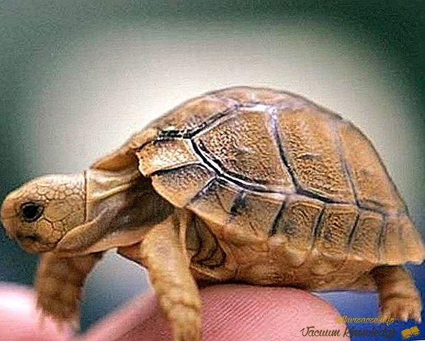 Največja želva na svetu