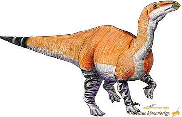 Найбільші динозаври в світі