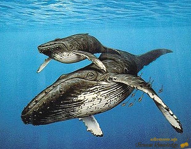 Největší velryby na světě