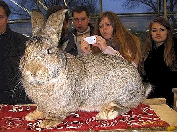 Los conejos más grandes del mundo.