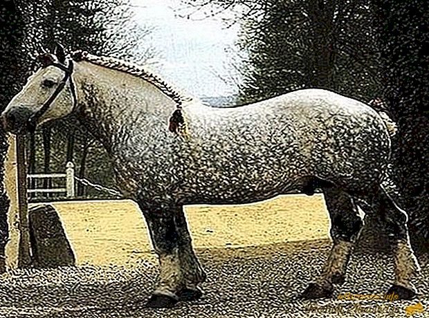 Найбільші коні в світі