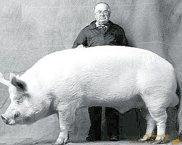 Największe świnie na świecie