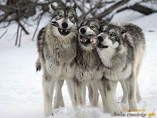 Los lobos mas grandes del mundo.