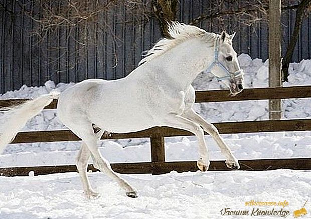 Najdroższe konie na świecie