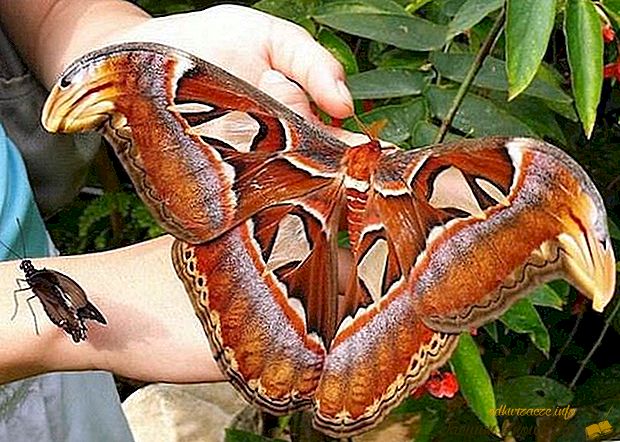 Најубавите пеперутки во светот
