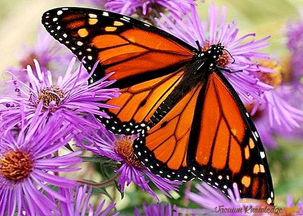 Най-красивите пеперуди
