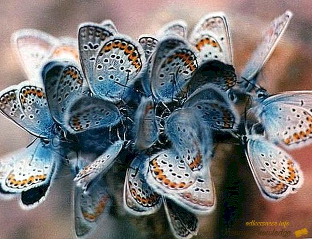 Најмали пеперутки во светот