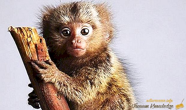 Najmenšia opica na svete