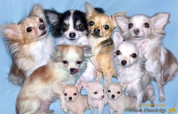 Cel mai mic rasă de câini
