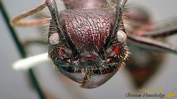 Gli insetti più pericolosi del mondo