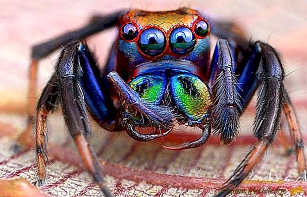 Najnevarnejši pajki na svetu