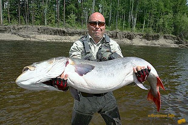 Највећа риба се налази у Русији