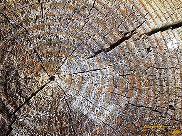 Найстаріші дерева в світі