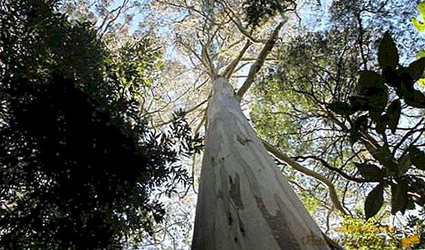 Найвищі дерева в світі