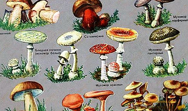 Cele mai ciuperci otrăvitoare