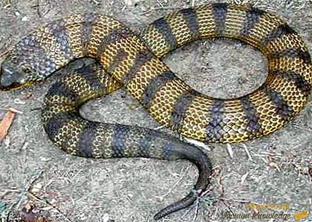 Најмногу отровна змија