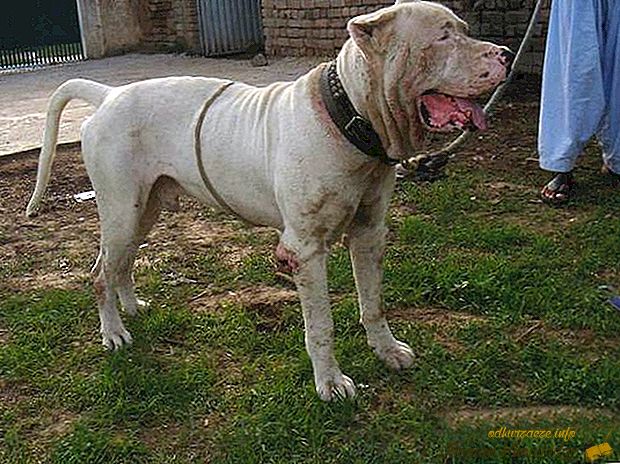 Cea mai rea rasă de câine din lume