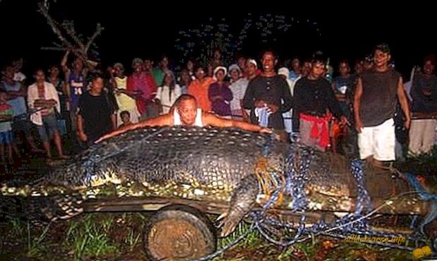 Il più grande coccodrillo del mondo