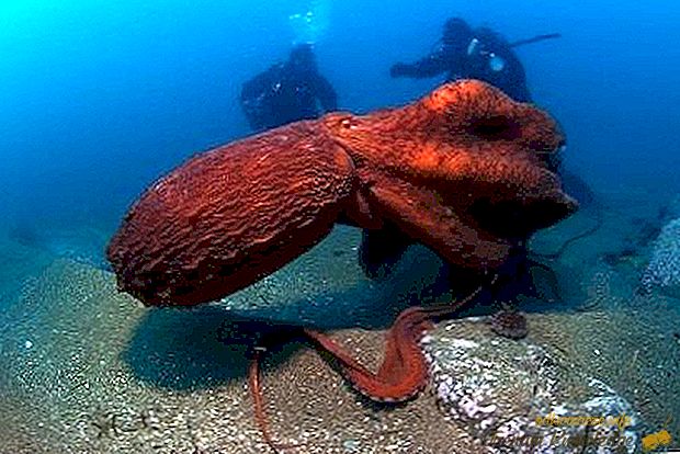 Najväčšia chobotnica na svete
