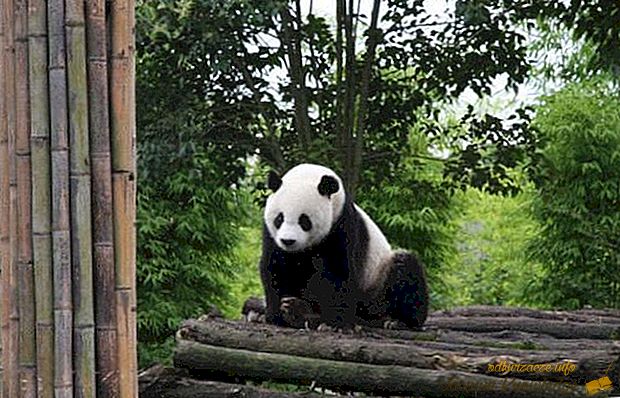 Уникален център за панда, който ще им помогне да спасят