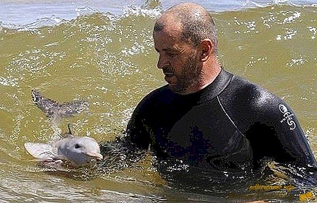 В Уругваї врятували крихітного дельфінятко